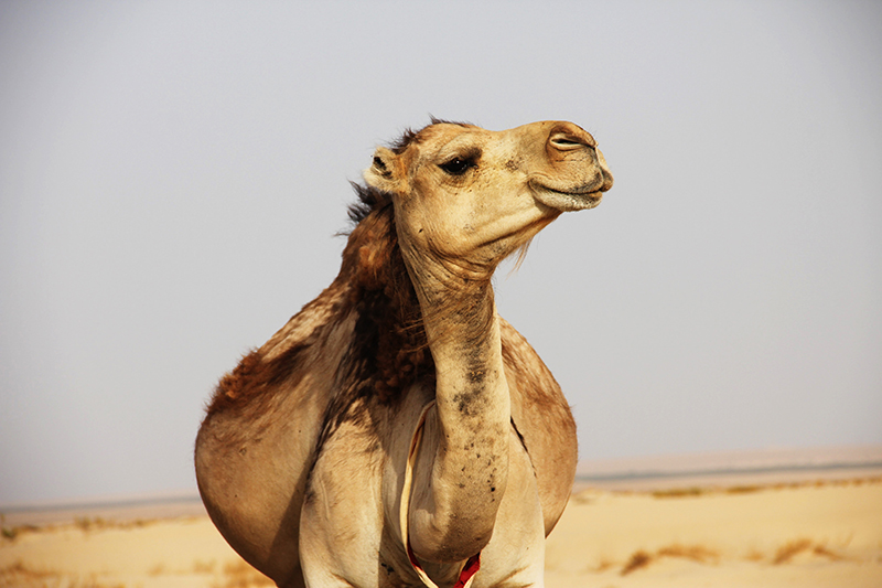 Тунисский одногорбый верблюд
