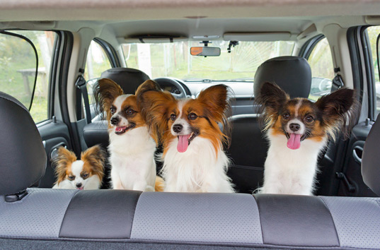 Результаты исследование показали, что европейцы готовы делиться автомобилями и собаками