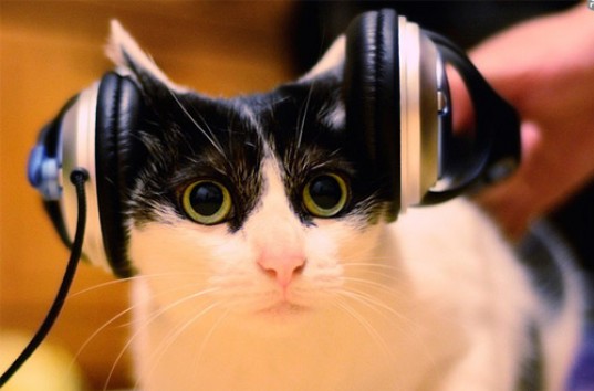 Вышел первый в мире музыкальный альбом для кошек (ВИДЕО)