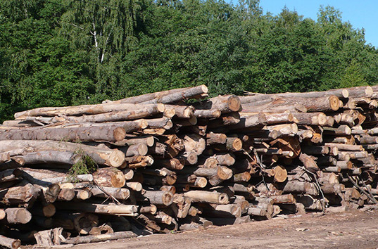 Есть же Украина: журналист рассказал, почему Румыния запретила вырубку леса