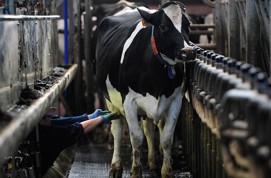 «Европа тонет в молоке из-за санкций» — австрийская газета Die Presse