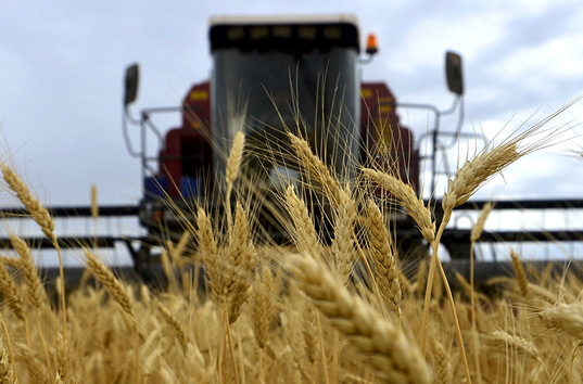 Украина может потерять китайский рынок зерна – Госпродпотребслужба