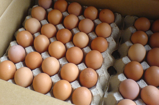 С начала года в Украине резко сократилось производство яиц