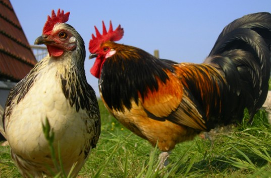 Из-за птичьего гриппа Евросоюз запретил импорт птицы из Украины