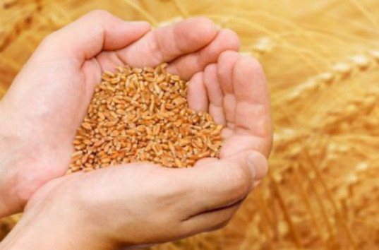 Одесская область стала рекордсменом по урожаю яровых зерновых