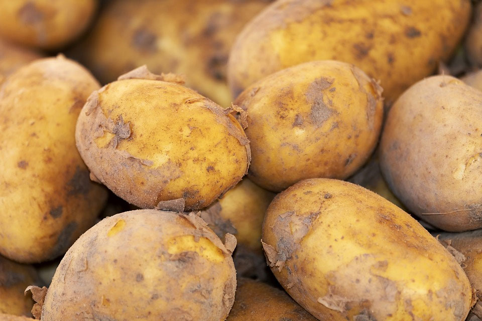 Нидерланды продают промышленный картофель в Украину вместо утилизации, — СМИ