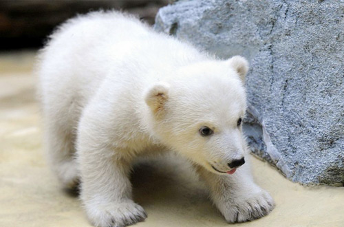 В американском зоопарке детеныш белой медведицы стал любимцем публики (видео)