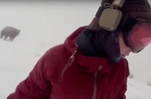 В Японии сноубордистка Келли Мерфи не заметила медведя у себя за спиной (видео)
