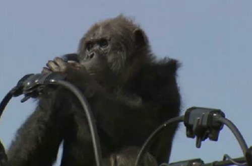 Cбежавший из зоопарка шимпанзе устроил энергоаварию в Японии (видео)