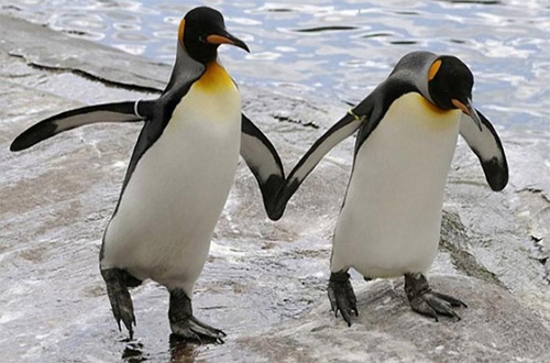 Из Берлинского зоопарка выгнали пару королевских пингвинов-геев