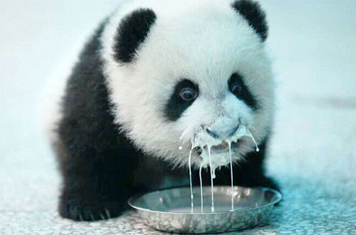 Новой звездой всемирной сети интернет стал детеныш панды, пьющий молоко из миски
