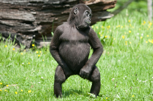Звездой интернета стала танцующая горилла Лопе (видео)
