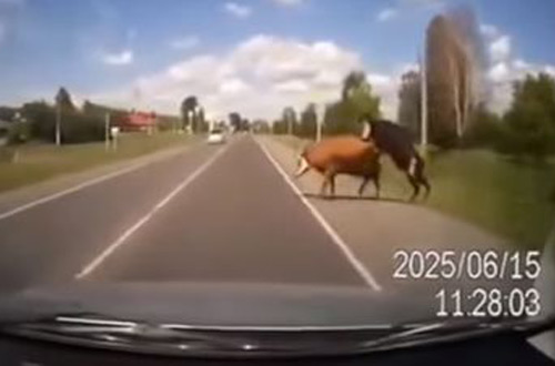 Водитель врезался в спаривающихся корову и быка (ВИДЕО)