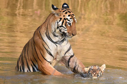 В Индии тигрица с трудом искупала своего детеныша в реке (фото)