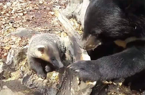 Медведь подружился с барсуком в Приморском сафари-парке (видео)