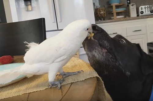 Лучшие друзья: попугай ворует еду на кухне и делится с собакой (ВИДЕО)