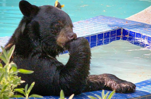 Спасенный медведь Таффи купающийся в бассейне стал звездой сети (видео)