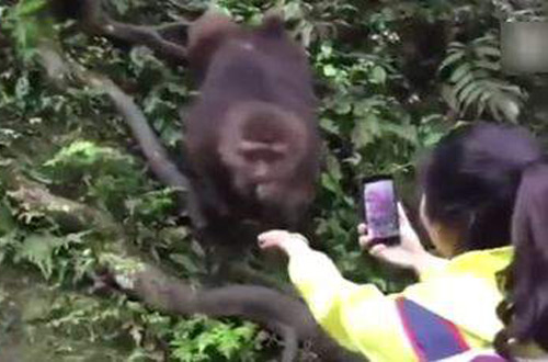 Туристка стала жертвой грабежа со стороны обезьяны (видео)