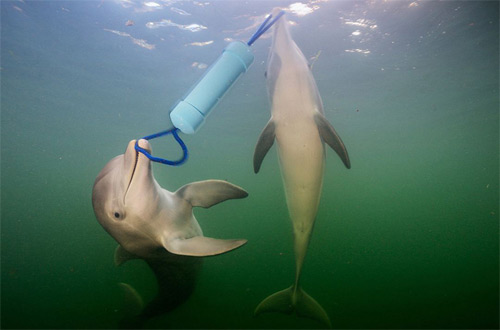 Оказывается, что дельфины дают друг другу дельные советы