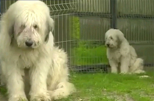 В Румынии преданный пес пять лет сидит у дома умершего хозяина (видео)