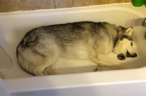 Хаски, который любит лежать в ванной покорил интернет (видео)