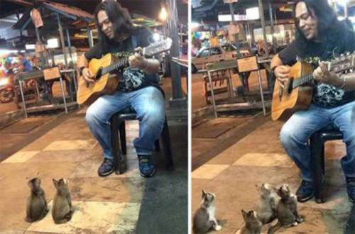 Уличный музыкант из Малайзии устроил концерт для четырех котят (видео)