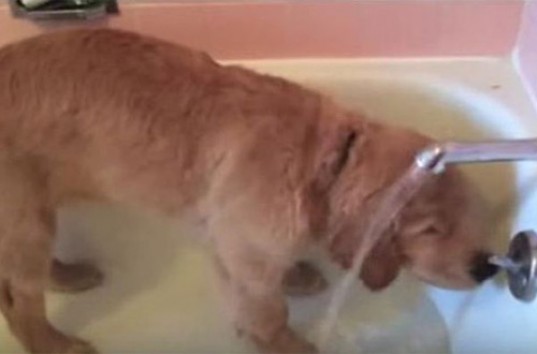 Чистоплотный щенок «взорвал» Сеть своим пристрастием к принятию ванны (ВИДЕО)