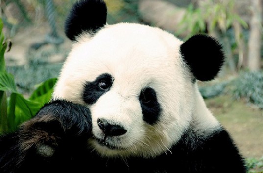 Забавные детеныши большой панды сорвали уборку в вольере (ВИДЕО)