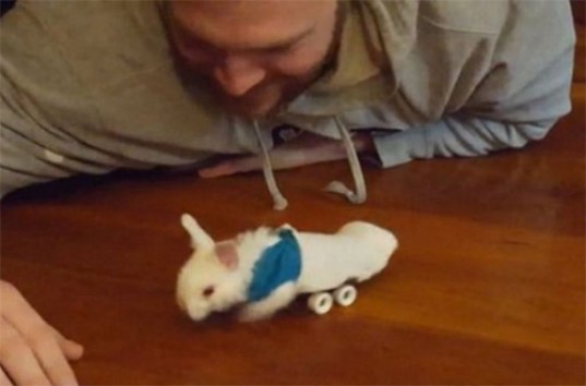 Крутой скейтбордист, интернет-звезда, и, возможно, самый счастливый кролик в мире (ВИДЕО)