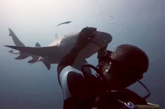 В Америке лимонная акула подружилась с дайвером (ВИДЕО)