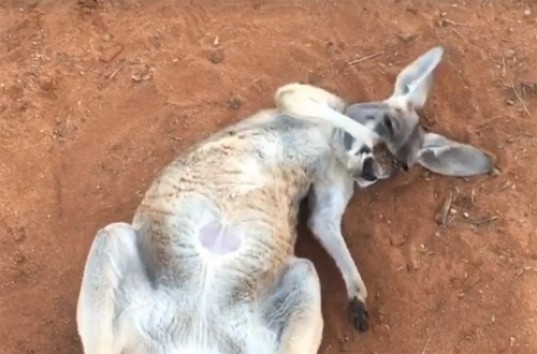 Новый хит в сети — кенгуру мило нежится на солнышке (ВИДЕО)