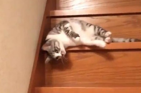 Ленивый кот придумал, как перемещаться не вставая с кровати (ВИДЕО)