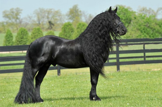 В США найден самый красивый в мире конь — Фридрих Великий