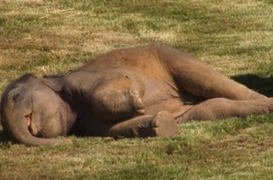 Слоненок-соня из Пражского зоопарка покорил интернет (ВИДЕО)