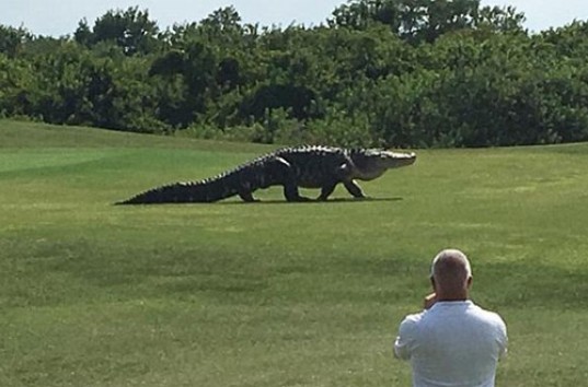 Аллигатор совершил прогулку по полю для гольфа в штате Флорида (ВИДЕО)