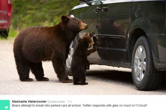 В Америке медведи попытались «вскрыть» авто на парковке