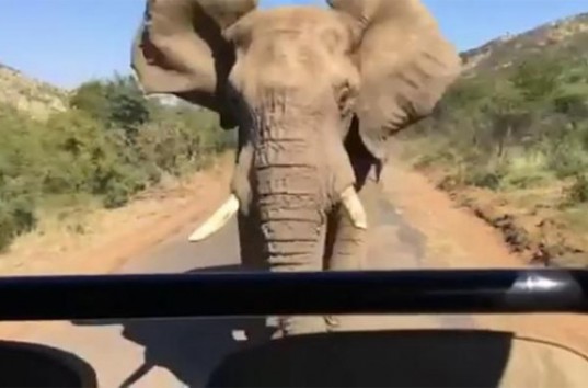 Арнольд Шварценеггер снял на видео свое бегство от слона (ВИДЕО)