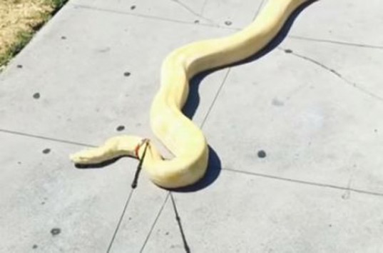 Шокировал прохожих мужчина, выгуливающий змею на поводке (ВИДЕО)