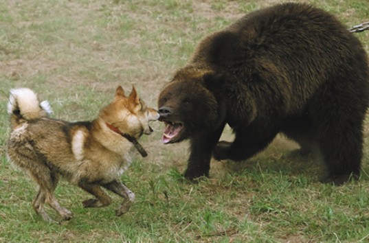 Медведь подружился с бездомной дворняжкой под Сургутом (ВИДЕО)