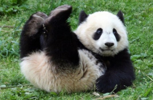 Семимесячная, прожорливая панда упала во время обеда (ВИДЕО)