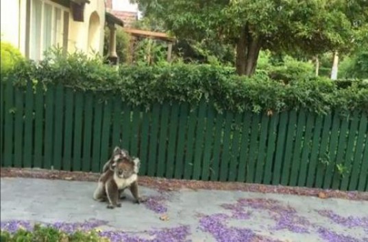 Набирает популярность видео с гуляющей по тротуару коалой (ВИДЕО)