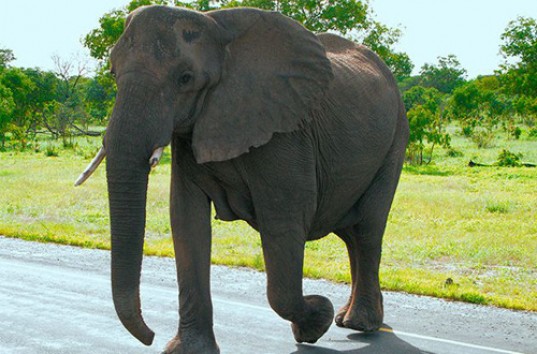 Чтобы дать пройти своей семье, слон остановил движение (ВИДЕО)