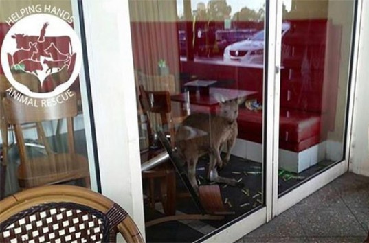 В австралийское кафе кенгуру заскочил на завтрак (ВИДЕО)