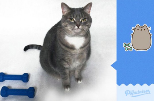 Канадский блогер снял свою кошку в образе смайликов из чата Facebook (ФОТО)
