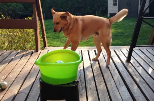 Веселая собака прыгает от счастья при виде игрушки (ВИДЕО)
