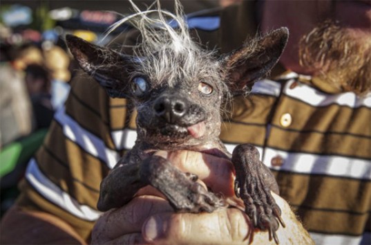 В Калифорнии выбрали самую уродливую собаку мира в 2016 году