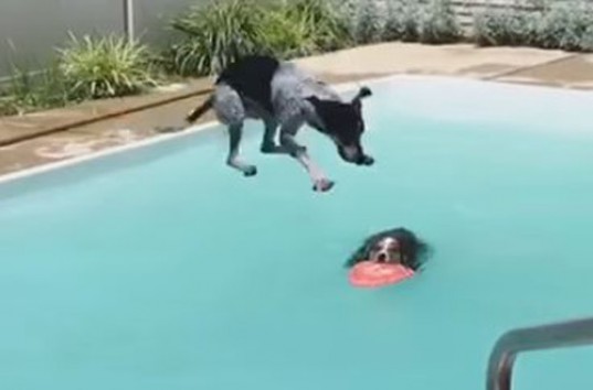 Озорной пес чуть не утопил своего приятеля в бассейне (ВИДЕО)