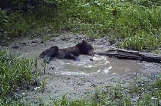 В красноярском заповеднике медведи из-за жары купаются в лужах (ВИДЕО)