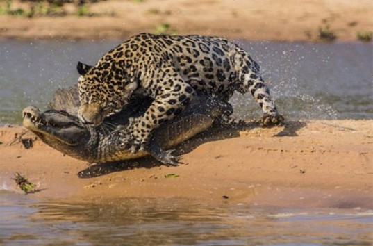 Охота ягуара на крокодила — уникальное видео стало хитом в Сети (ВИДЕО)