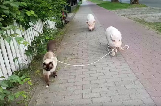 Забавное видео: в Германии выгуливать кошку доверили свинье (ВИДЕО)